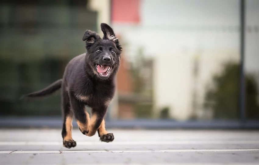 Fenka německého ovčáka s PP
