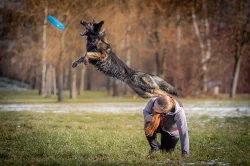 Fenka německého ovčáka s PP