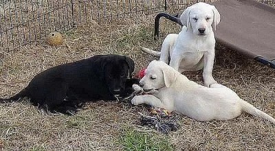 Labradorský retrívr štěňata s PP