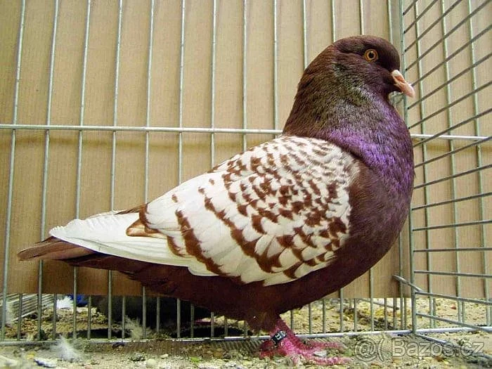 Polský rys