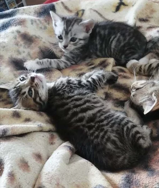 koťata Bengal A Majensky Myvali
