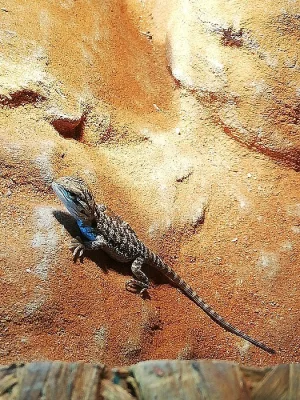 Agama