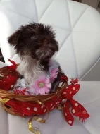 jorkšírský teriér, yorkshire terrier s PP