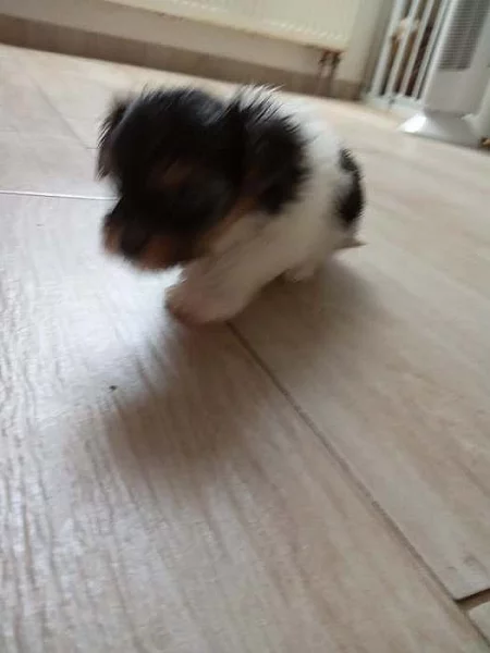 jorkšírský teriér, yorkshire terrier s PP