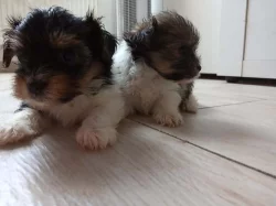 jorkšírský teriér, yorkshire terrier s PP