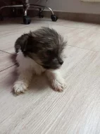 jorkšírský teriér, yorkshire terrier s PP