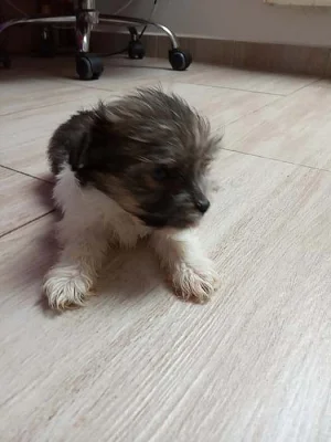 jorkšírský teriér, yorkshire terrier s PP