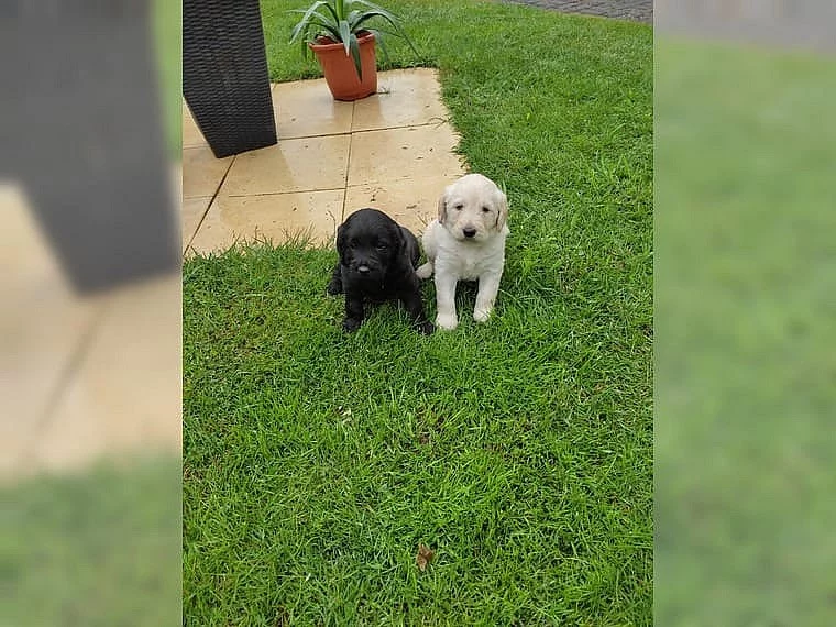 Zdravá a milující štěňata labradorů s rodokmenem.