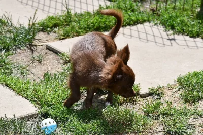 čivava dlouhosrstá s PP pejsek čokoládové barvy