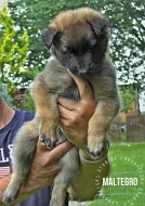 Belgický ovčák - tervueren