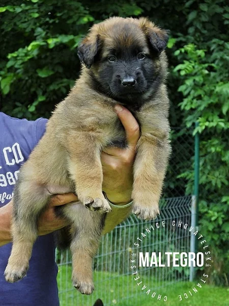 Belgický ovčák - tervueren