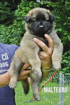 Belgický ovčák - tervueren