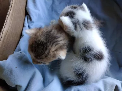 Darujeme 1/2 perská koťátka