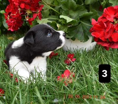 Nabízím k rezervaci štěňata border kolie s PP.