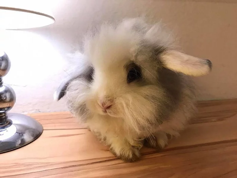 Králík / Zakrslý Teddy Beránek