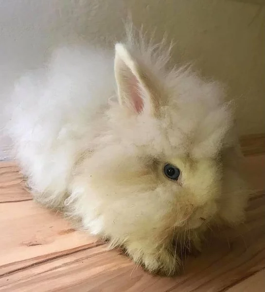 Králík / Zakrslý Králíček Teddy Beránek