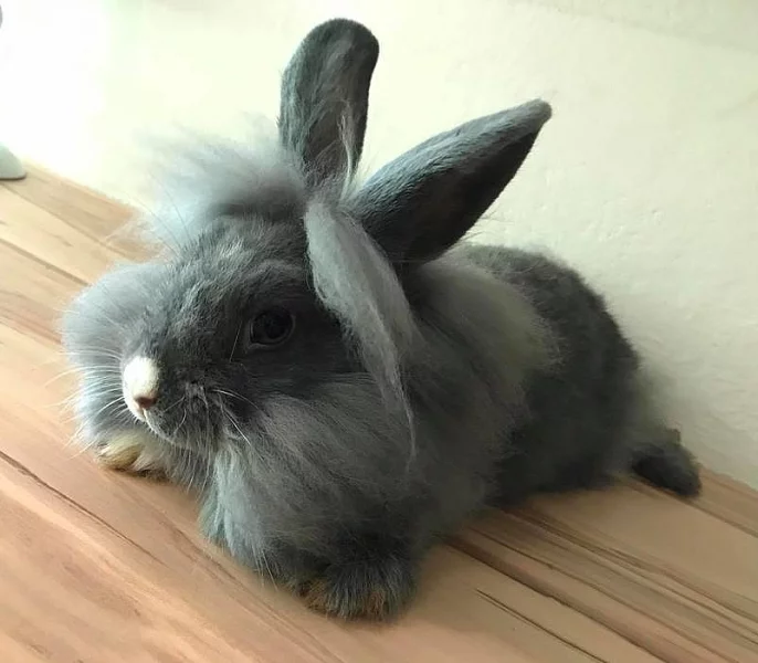 Králík / Králíček zakrlý Lvíček - holčička