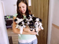 Biewer Jorkšírský teriér s PP