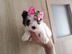 Biewer Jorkšírský teriér s PP