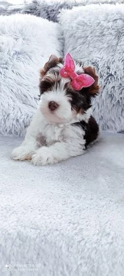 Biewer Jorkšírský teriér s PP