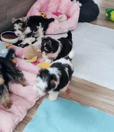 Biewer Jorkšírský teriér s PP