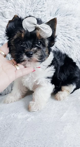 Biewer Jorkšírský teriér s PP