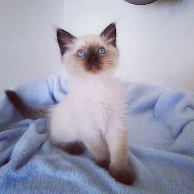 Neva Masquerade v barvě Seal point s PP