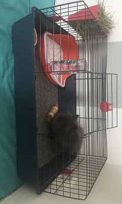 Zakrslý králík teddy