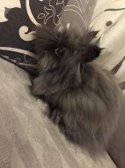 Zakrslý králík teddy