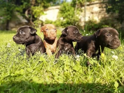 Patterdale teriér štěňata