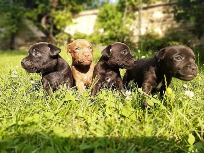 Patterdale teriér štěňata