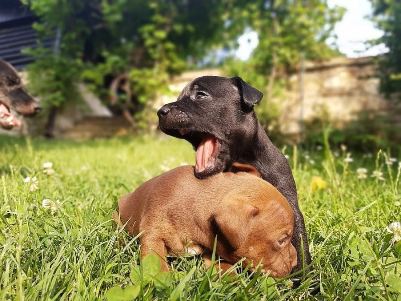 Patterdale teriér štěňata