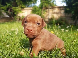 Patterdale teriér štěňata