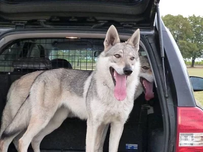 Štěně československého vlčáka