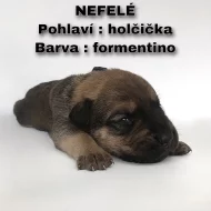 CANE CORSO šťeňátka bez PP