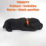 CANE CORSO šťeňátka bez PP