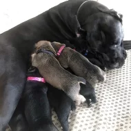 CANE CORSO šťeňátka bez PP