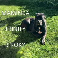 CANE CORSO šťeňátka bez PP