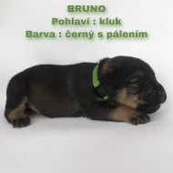 CANE CORSO šťeňátka bez PP