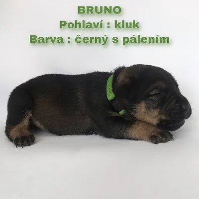 CANE CORSO šťeňátka bez PP