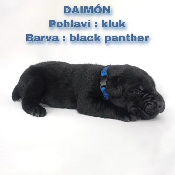 CANE CORSO šťeňátka bez PP