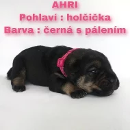 CANE CORSO šťeňátka bez PP
