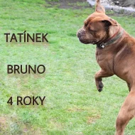 CANE CORSO šťeňátka bez PP