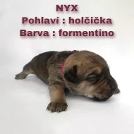 CANE CORSO šťeňátka bez PP