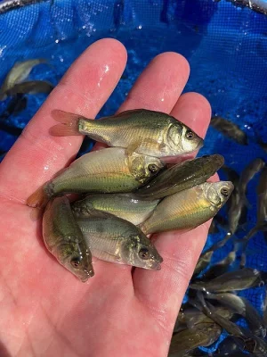 RYCHLENÝ PLŮDEK KAPRA