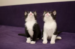 Daruji nádherná vymazlená koťátka