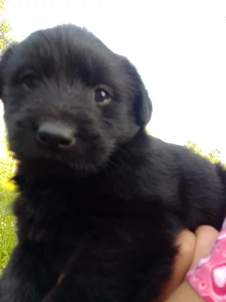 Daruji štěně kříženec, černý