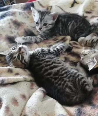 koťata Bengal A Majensky Myvali