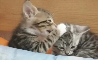 koťata Bengal A Majensky Myvali