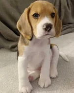 Roztomilá štenata beagle na prodej